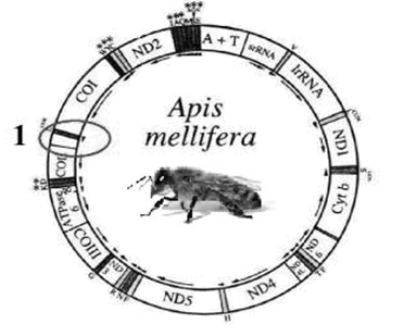 МЕТОДИЧЕСКИЙ ДОКУМЕНТ «РЕКОМЕНДАЦИИ ПО ВОССТАНОВЛЕНИЮ ШИРОКОЛИСТВЕННЫХ ЛЕСОВ»