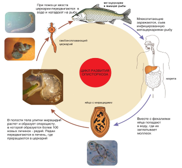 Жизненный цикл кошачьей двуустки