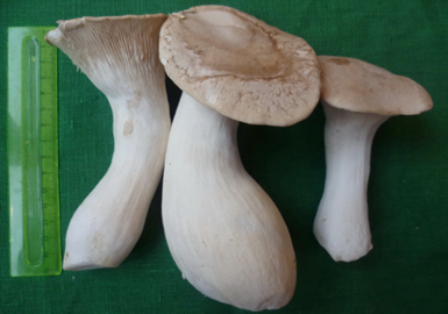 ТЕХНОЛОГИЯ ОРГАНИЗАЦИИ ПРОМЫШЛЕННОГО И ЛЮБИТЕЛЬСКОГО ВЫРАЩИВАНИЯ СЪЕДОБНЫХ ГРИБОВ: ШИИТАКЕ, ЗИМНИЙ ОПЁНОК, ВЕШЕНКА КОРОЛЕВСКАЯ, ВЕШЕНКА ОБЫКНОВЕННАЯ