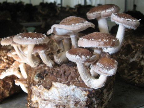 ТЕХНОЛОГИЯ ОРГАНИЗАЦИИ ПРОМЫШЛЕННОГО И ЛЮБИТЕЛЬСКОГО ВЫРАЩИВАНИЯ СЪЕДОБНЫХ ГРИБОВ: ШИИТАКЕ, ЗИМНИЙ ОПЁНОК, ВЕШЕНКА КОРОЛЕВСКАЯ, ВЕШЕНКА ОБЫКНОВЕННАЯ